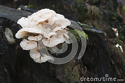 Phlebia tremellosa fungus Stock Photo