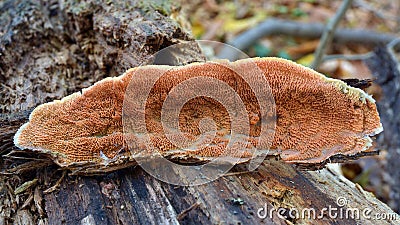 Phlebia tremellosa Stock Photo