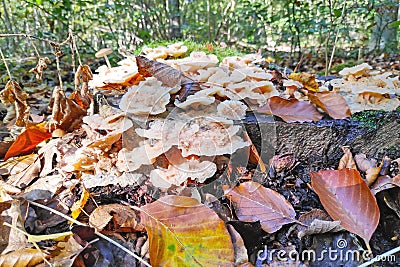 Phlebia tremellosa growing in the woods Stock Photo