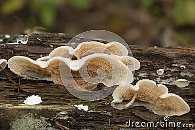 Phlebia tremellosa Stock Photo