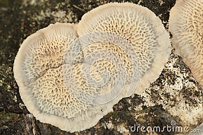 Phlebia tremellosa Stock Photo