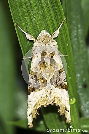 Phlogophora meticulosa / The Angle Shades moth Stock Photo