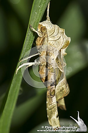 Phlogophora meticulosa / The Angle Shades moth Stock Photo