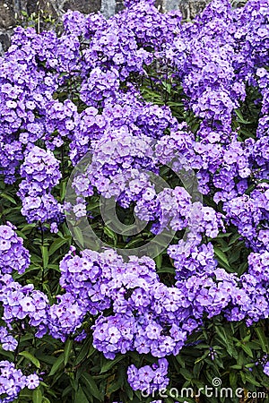 Phlox paniculata `Blue Paradise` Stock Photo