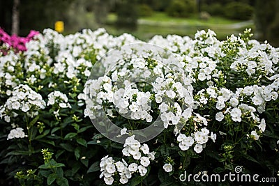 Phlox paniculata, White Admiral variety, phlox with white flowrs Stock Photo