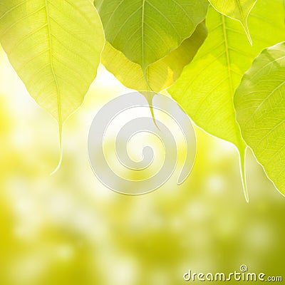 Pho or bodhi Stock Photo