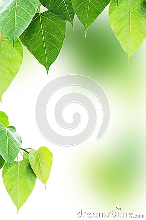 Pho or bodhi leaf Stock Photo