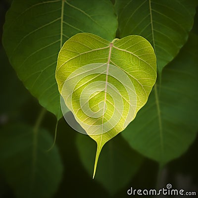 Pho or bodhi Stock Photo