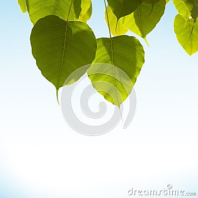 Pho or bodhi Stock Photo