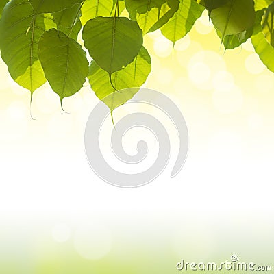 Pho or bodhi Stock Photo