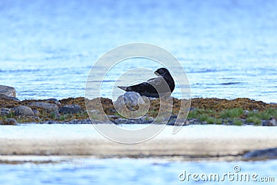 Phoca hispida, Ringed seal. Stock Photo