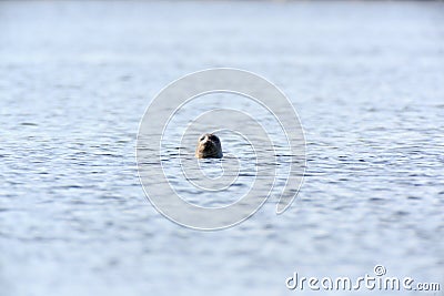 Phoca hispida, Ringed seal. Stock Photo