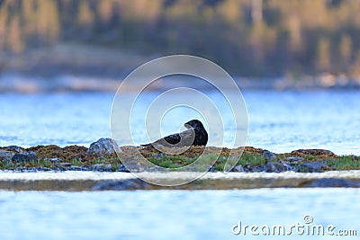 Phoca hispida, Ringed seal. Stock Photo