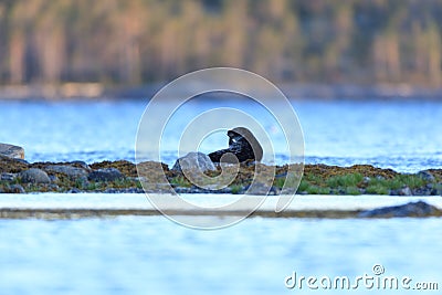 Phoca hispida, Ringed seal. Stock Photo