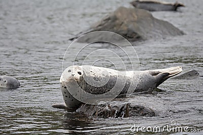 Phoca largha Larga Seal, Spotted Seal Stock Photo