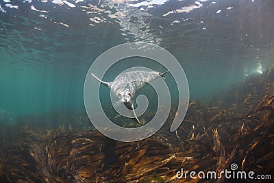 Phoca largha Larga Seal, Spotted Seal Stock Photo