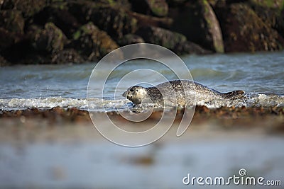 Phocidae. The beautiful wild nature of the North Sea. Germany. Stock Photo