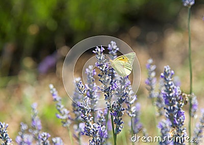 Clouded Sulfur Butterfly on fresh lavender flowers Stock Photo