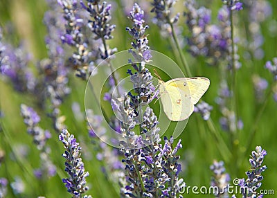 Clouded Sulfur Butterfly on fresh lavender flowers Stock Photo