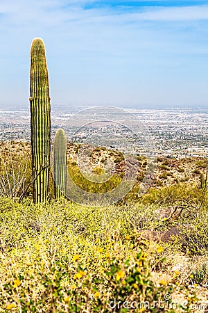 Phoenix Arizona Desert With Saguaro Cactus and Cityscape Stock Photo