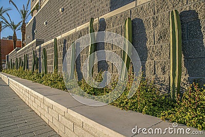 Phoenix, Arizona- Planter with plants and columnar cacti outside a building with stone block wall Stock Photo