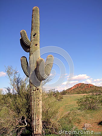 Phoenix cactus Stock Photo