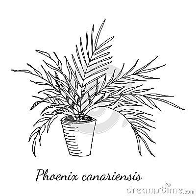 Phoenix canariensis palm home plant in pot with long leaves isolated on white background. Vector hand drawn sketch illustration in Vector Illustration