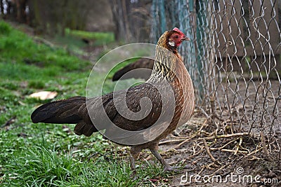 Phoenix chicken walking on the barnyard. Young hen standing alone on traditional rural farm yard Stock Photo