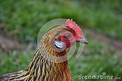 Phoenix chicken walking on the barnyard. Young hen standing alone on traditional rural farm yard Stock Photo