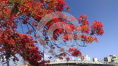 Phoenix flower Stock Photo