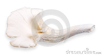 Phoenix mushroom isolated on white clipping path Stock Photo