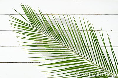 Phoenix palm tree on white planks background. Minimal summer exotic concept flat lay Stock Photo