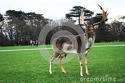 Phoenix park Stock Photo