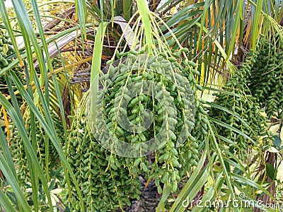 Phoenix Roebelenii Date Palm (Pygmy Date Palm or Miniature Date Palm) with Green Unripe Dates. Stock Photo