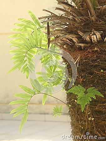 Phoenix trunck with Fern in garden Stock Photo