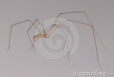 Pholcidae also known as Cellar spider Stock Photo