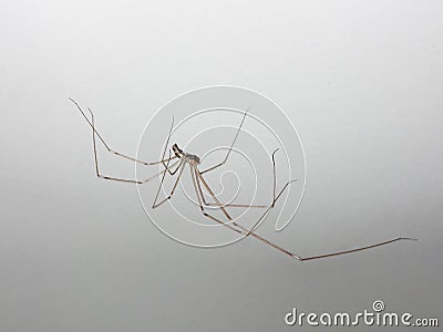 Pholcidae - Cellar spider on the white wall Stock Photo