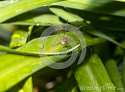 Pholcidae, commonly known as cellar spiders, are a spider family Stock Photo