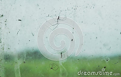 Pholcidae spider hanging on net in front of glass window in home Stock Photo