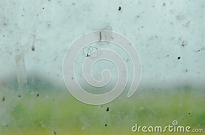 Pholcidae spider hanging on net in front of glass window in home Stock Photo