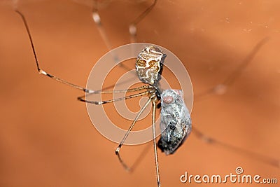 Pholcidae spider with prey Stock Photo