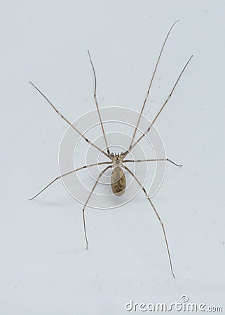 Portrait of Pholcus phalangioides closeup from above Stock Photo