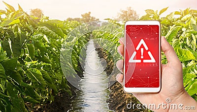 A phone warns of the danger against the background of a farm plantation of pepper. Monitoring and analysis of the presence Stock Photo