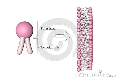 Phospholipid Stock Photo