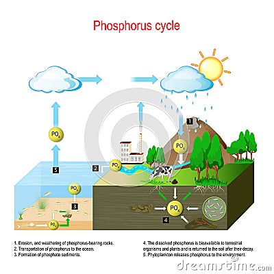 Phosphorus cycle. biogeochemical cycle Vector Illustration