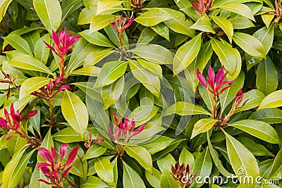 Photinia fraseri Stock Photo