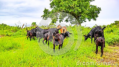 Goats which are local residents' pets are eating grass Stock Photo