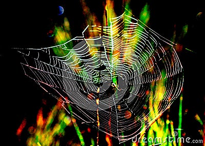 Magical Spider Web Background Stock Photo