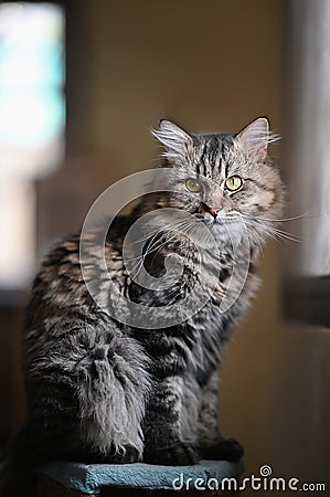 Photo of adorable main coon cat sitting on table over orderly living room as background. Stock Photo