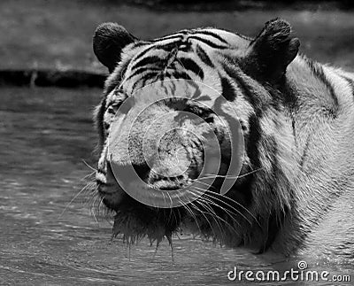 The photo of albino tiger. There is an animal`s head close. The animal is in a wild natural. Stock Photo